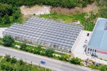 東西部協作助力云南祿勸中藥材產業發展