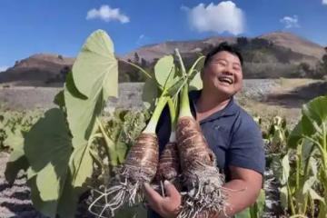 滇西農民的村播逆襲:“老”番茄找到新生意,一年賣爆北上廣